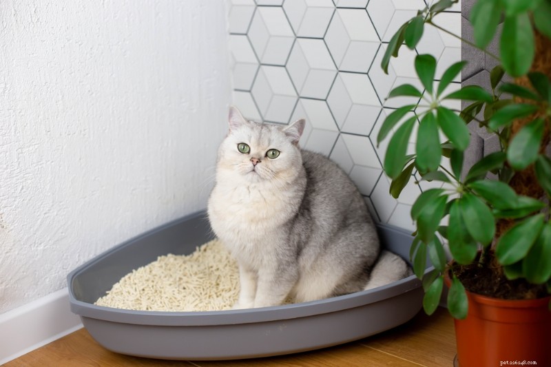 When Your Cat Vomits Clear Liquid: Causes, Symptoms, and Immediate Actions