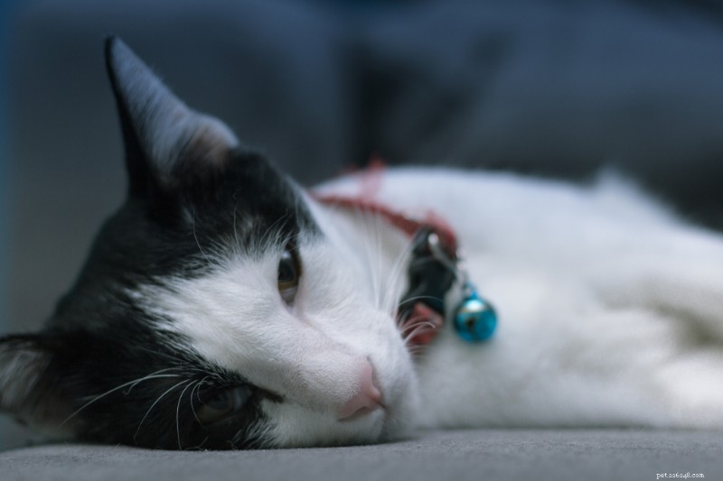 When Your Cat Vomits Clear Liquid: Causes, Symptoms, and Immediate Actions