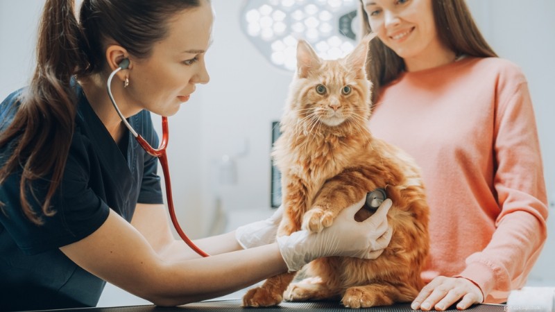 When Your Cat Vomits Clear Liquid: Causes, Symptoms, and Immediate Actions