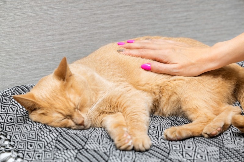 Understanding Bobcat Fever (Cytauxzoonosis) in Cats: Causes, Risks, and Prevention