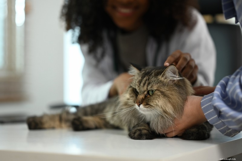Understanding Bobcat Fever (Cytauxzoonosis) in Cats: Causes, Risks, and Prevention