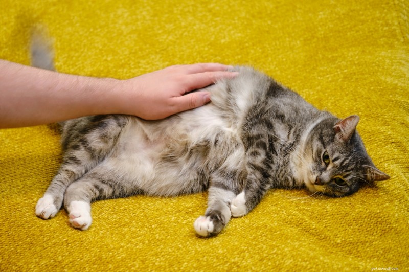 Understanding Bobcat Fever (Cytauxzoonosis) in Cats: Causes, Risks, and Prevention