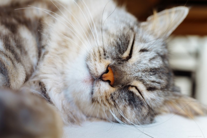 Understanding Bobcat Fever (Cytauxzoonosis) in Cats: Causes, Risks, and Prevention