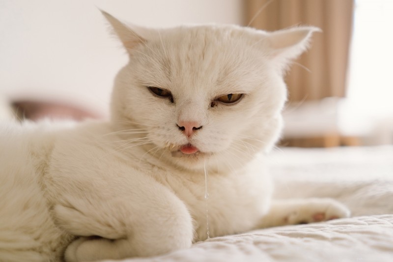 The Cat Pain Scale: Expert Guide to Assessing Feline Discomfort