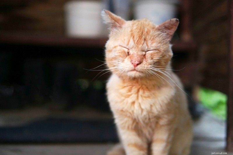 The Cat Pain Scale: Expert Guide to Assessing Feline Discomfort