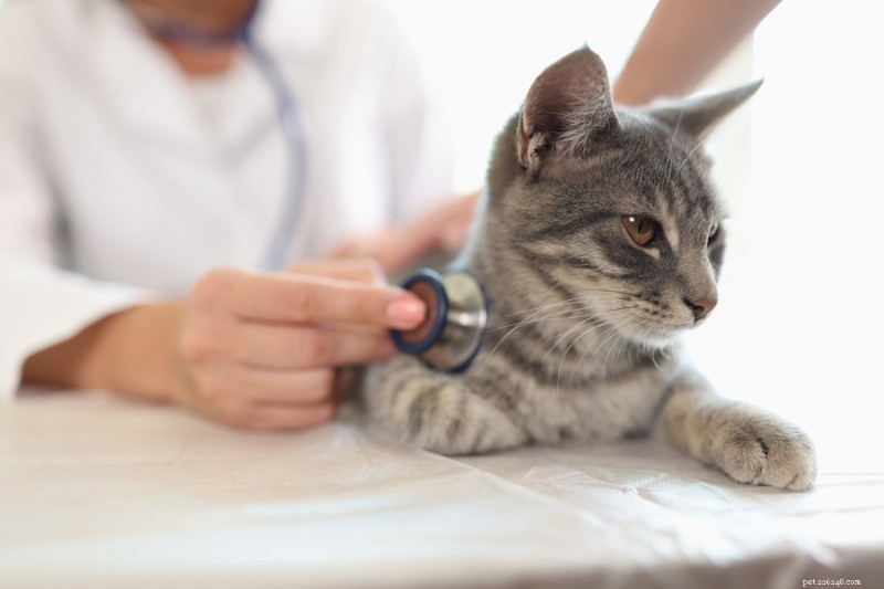 Meningitis in Cats: Early Signs, Causes, and Proven Treatment Options