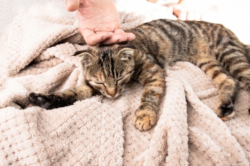 Meningitis in Cats: Early Signs, Causes, and Proven Treatment Options