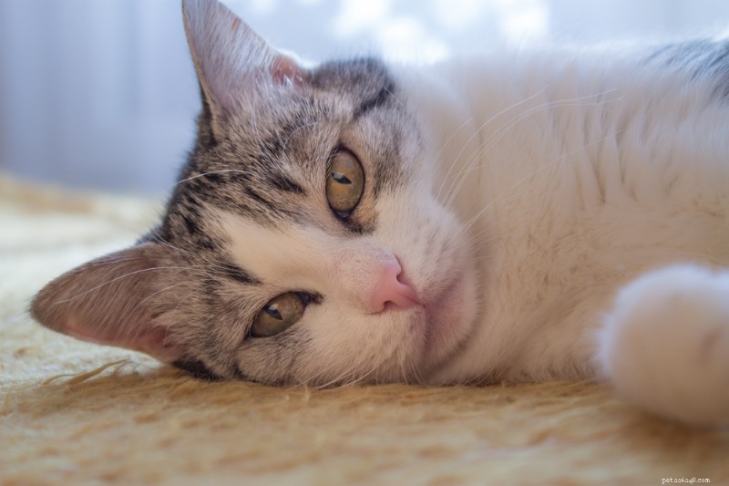 14 Key Stroke Symptoms in Cats: Spotting and Responding Quickly