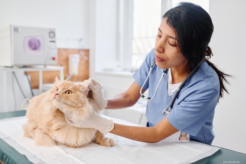 14 Key Stroke Symptoms in Cats: Spotting and Responding Quickly