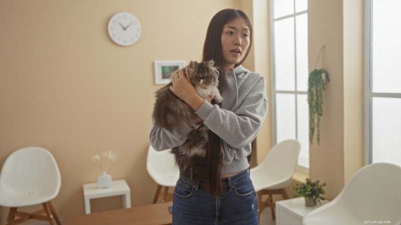 14 Key Stroke Symptoms in Cats: Spotting and Responding Quickly