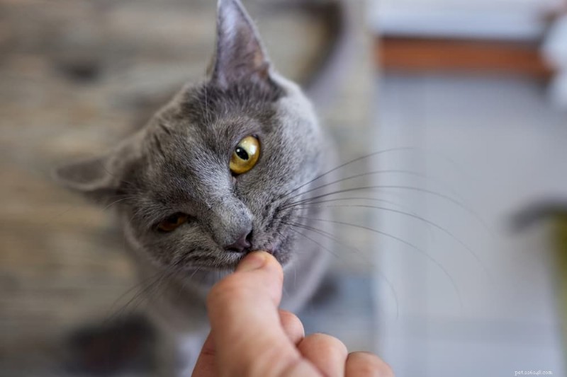 Understanding Cat Hyperglycemia: When Blood Sugar Becomes Dangerous