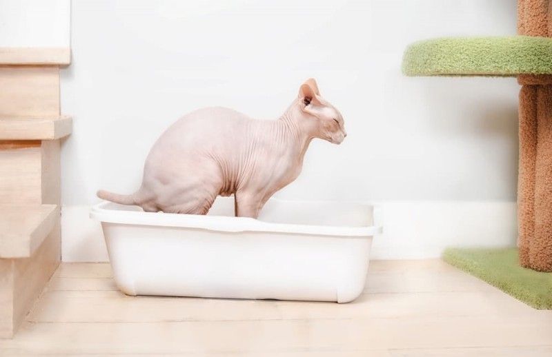 Cat Urinary Retention: 7 Causes & Quick Treatments for a Squeaky-Healthy Cat
