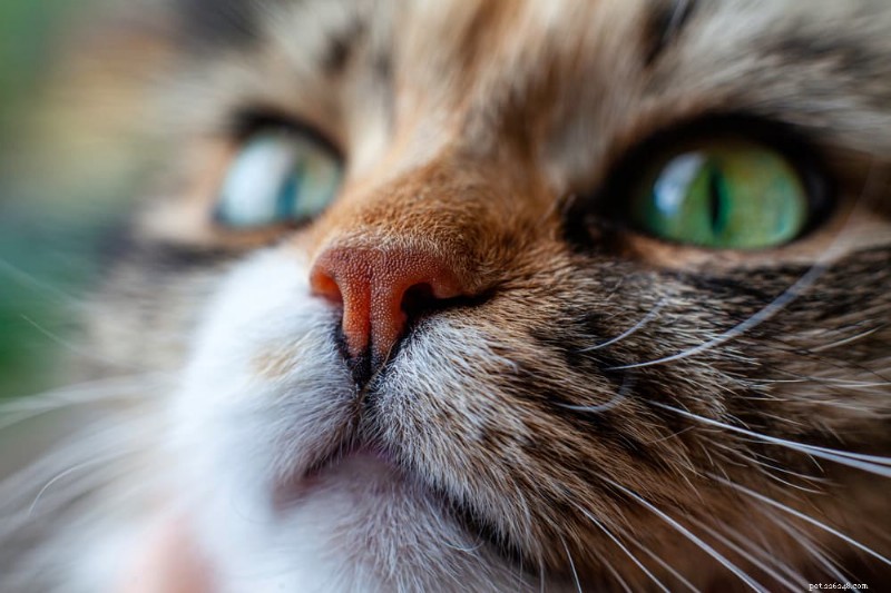 8 Common Causes of Runny Noses in Cats – What You Need to Know