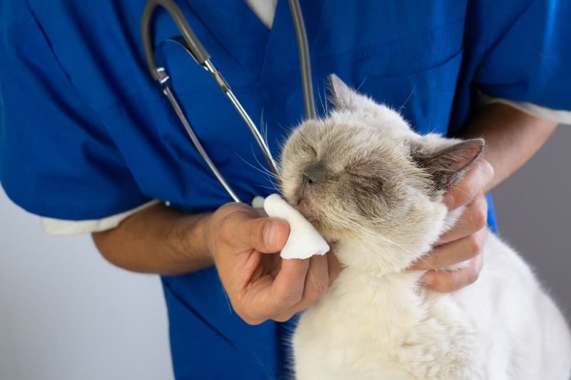 8 Common Causes of Runny Noses in Cats – What You Need to Know