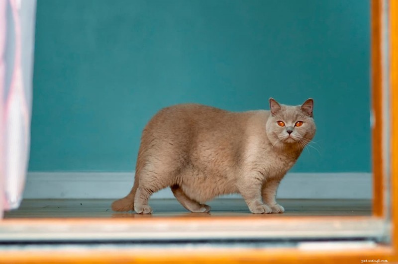 Managing Cat Obesity: Risks, Symptoms, and Proven Weight‑Loss Solutions