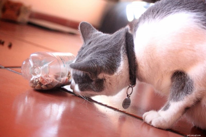 Managing Cat Obesity: Risks, Symptoms, and Proven Weight‑Loss Solutions