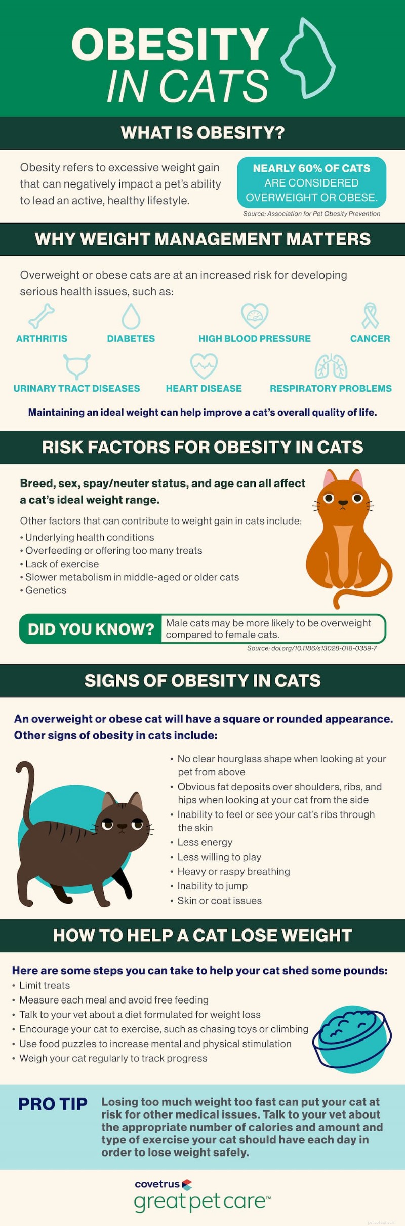 Managing Cat Obesity: Risks, Symptoms, and Proven Weight‑Loss Solutions