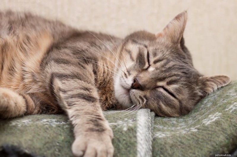 15 Critical Liver Failure Signs in Cats—What to Watch For