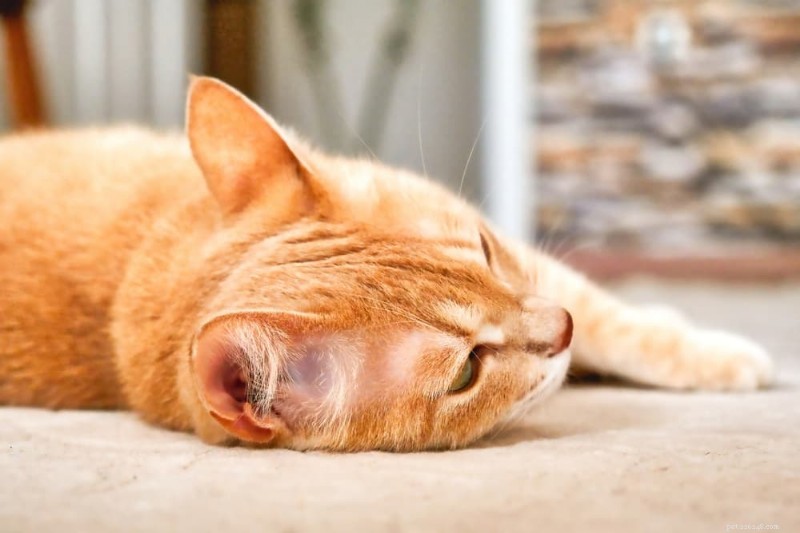 Understanding Cat Heart Disease: Causes, Symptoms, and Treatment Options