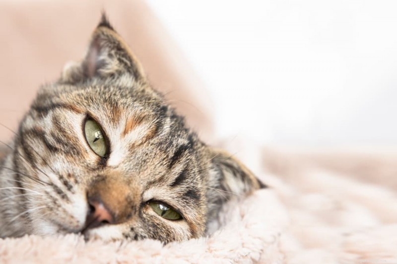 Understanding Cat Heart Disease: Causes, Symptoms, and Treatment Options