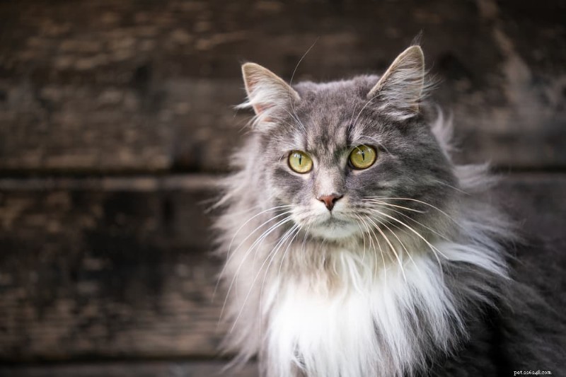 Understanding Cat Heart Disease: Causes, Symptoms, and Treatment Options