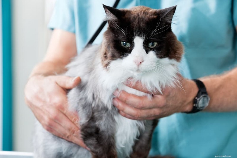 Understanding Cat Heart Disease: Causes, Symptoms, and Treatment Options