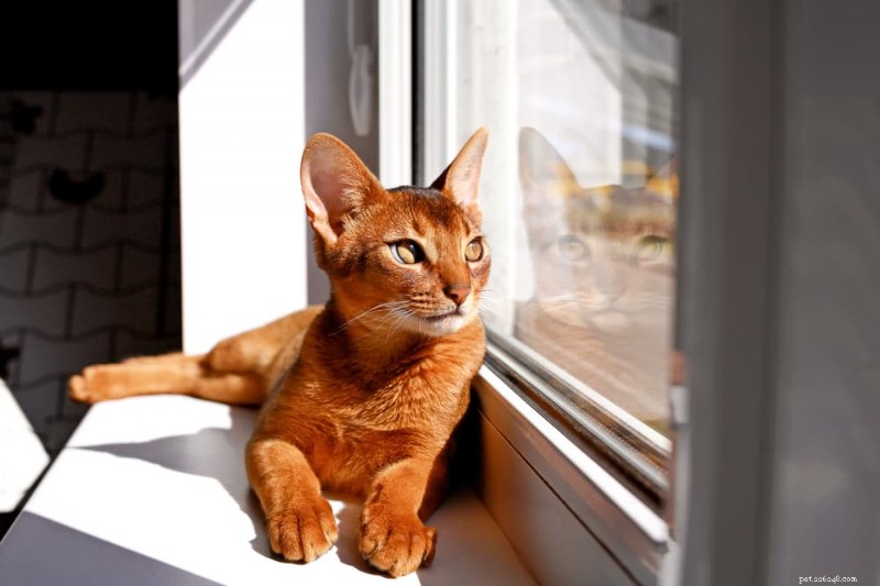 Dilated Cardiomyopathy in Cats: Symptoms, Causes, and Treatment