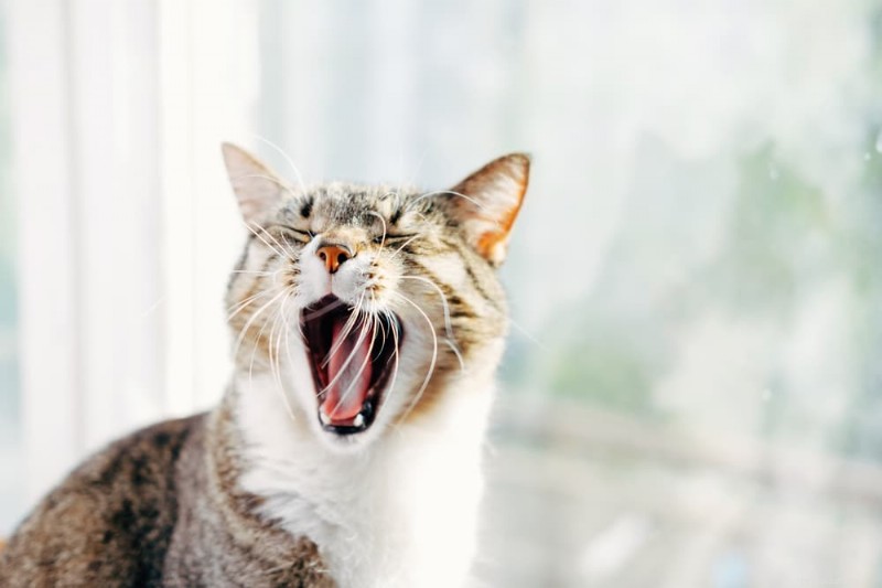 Dilated Cardiomyopathy in Cats: Symptoms, Causes, and Treatment