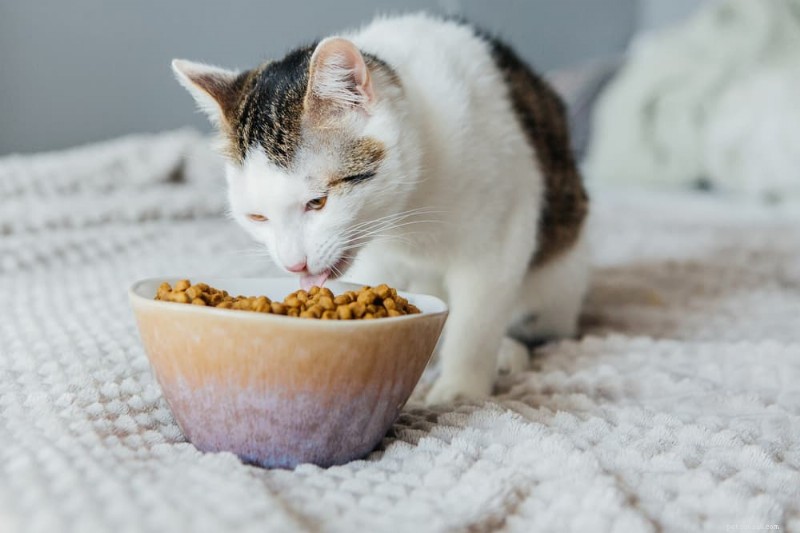 Dilated Cardiomyopathy in Cats: Symptoms, Causes, and Treatment