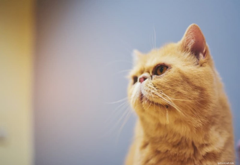 Understanding Cat Seizures: Causes, Symptoms, and Effective Care Strategies