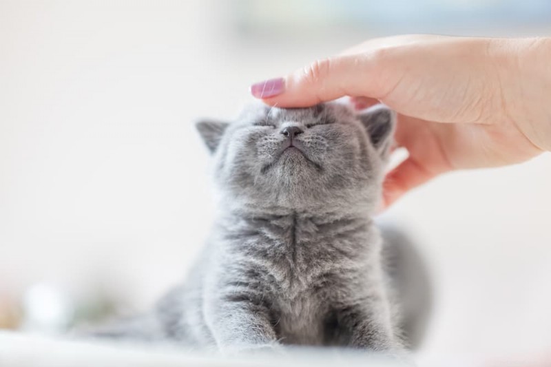 Understanding Cerebellar Hypoplasia in Cats: Causes, Symptoms, and Care for Wobbly Cat Syndrome