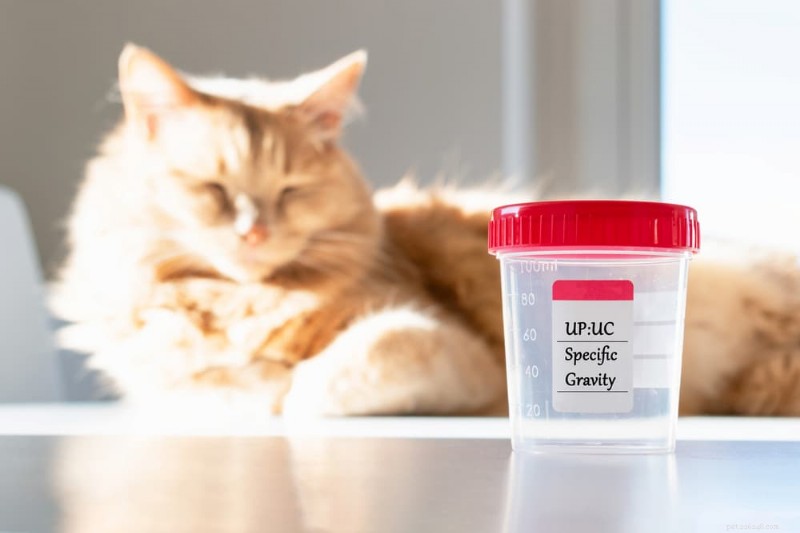 Comprehensive Kidney Disease Treatment Plan for Cats: Steps & Expectations