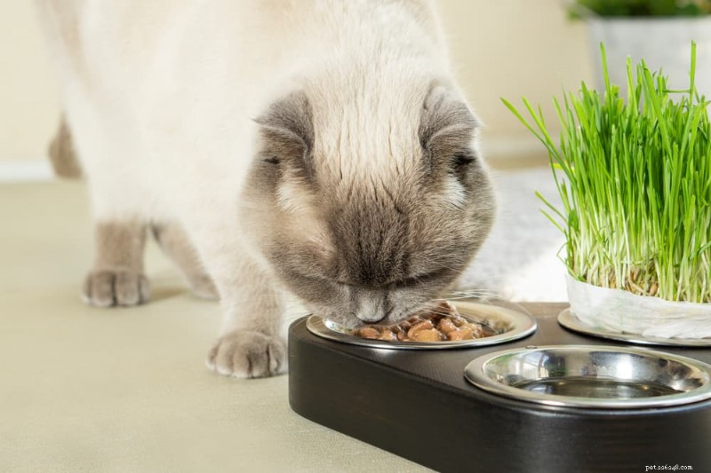 Comprehensive Kidney Disease Treatment Plan for Cats: Steps & Expectations
