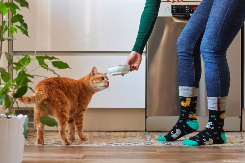 Comprehensive Kidney Disease Treatment Plan for Cats: Steps & Expectations
