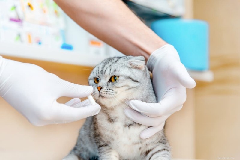 Managing Cat Hyperthyroidism: A Comprehensive Treatment Plan