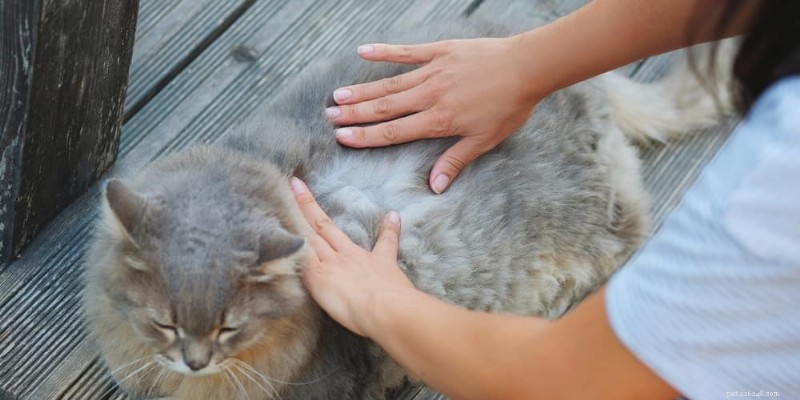 7 Key Allergy Symptoms in Cats You Must Recognize