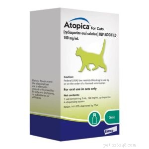 7 Key Allergy Symptoms in Cats You Must Recognize