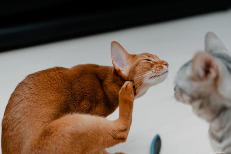 Common Allergens That Trigger Cat Allergies: What Your Feline Friend May Be Sensitive To