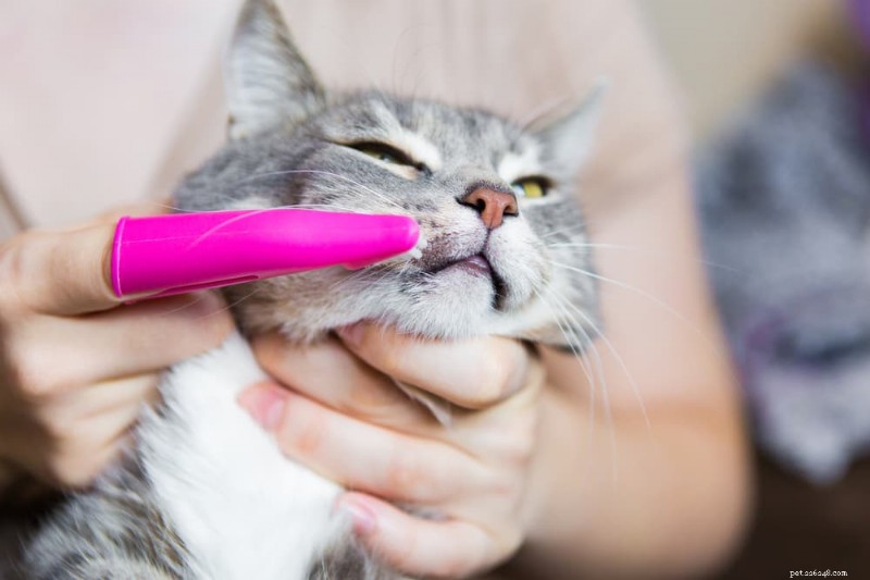 10 Common Cat Dental Issues You Need to Spot Early