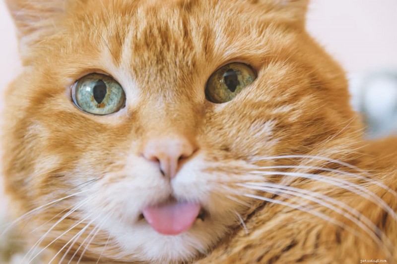 Understanding Cat Bad Breath: Causes, Symptoms, and Effective Remedies