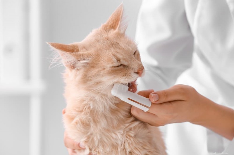Understanding Cat Bad Breath: Causes, Symptoms, and Effective Remedies