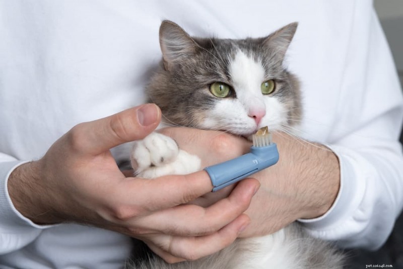 Understanding Cat Bad Breath: Causes, Symptoms, and Effective Remedies