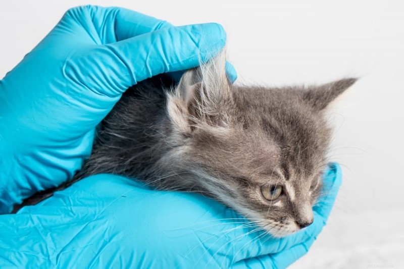 Cat Cancer Treatment Plan: What to Expect