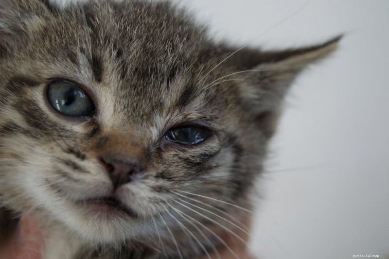 Cat Conjunctivitis: Causes, Symptoms, and Effective Treatments