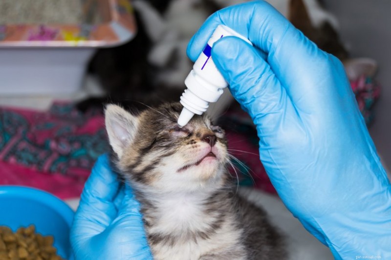 Cat Conjunctivitis: Causes, Symptoms, and Effective Treatments