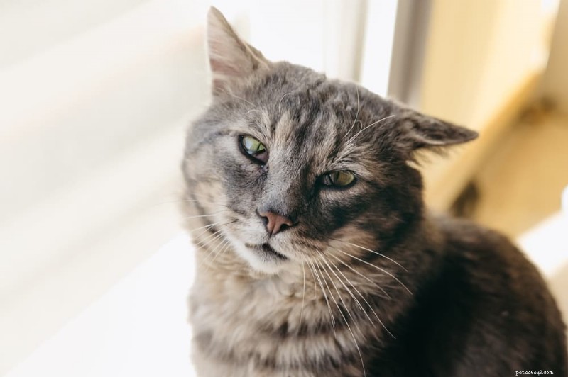 Cat Conjunctivitis: Causes, Symptoms, and Effective Treatments