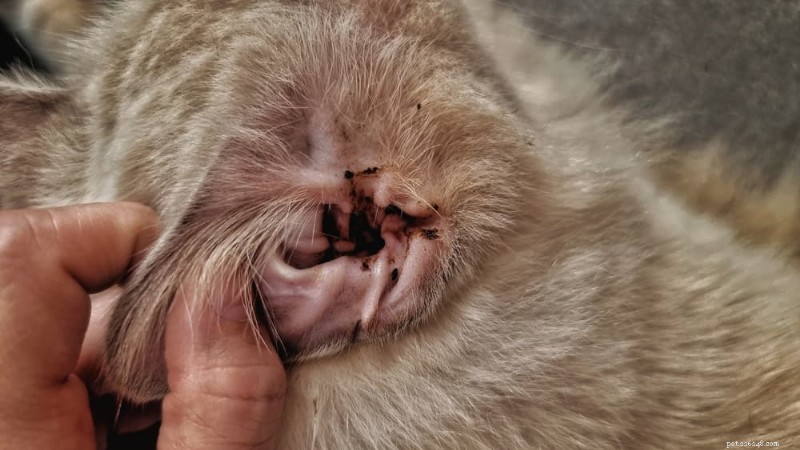 Recognizing Cat Ear Infections: 6 Key Symptoms to Spot Early