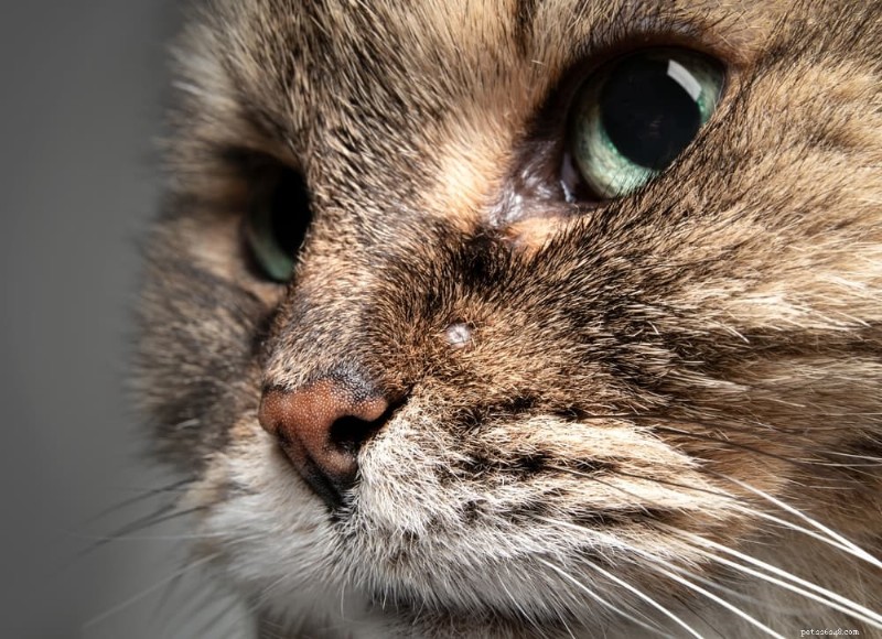 Understanding Cat Skin Cancer: Types, Symptoms, and Effective Treatments
