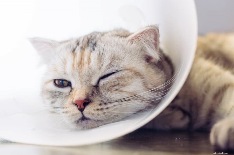 Understanding Cat Skin Cancer: Types, Symptoms, and Effective Treatments