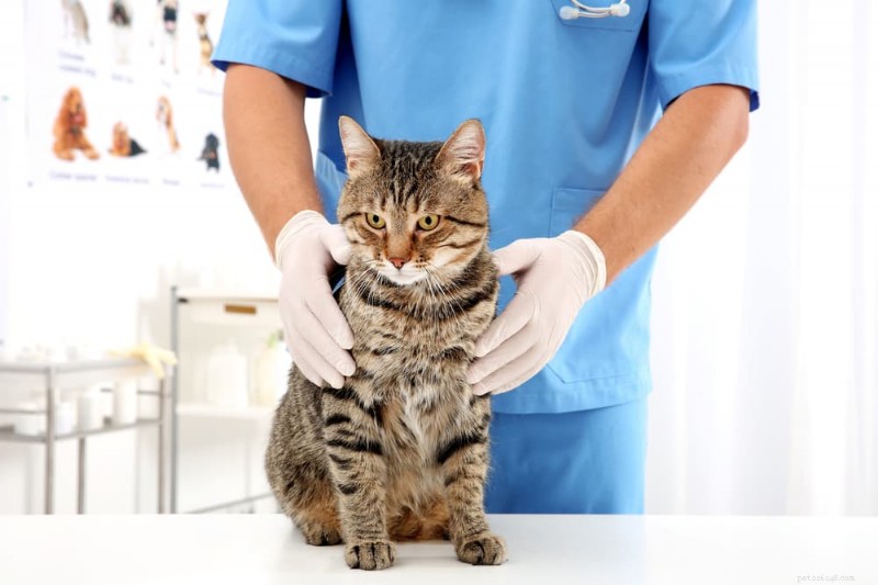 Blood in Your Cat s Stool: 11 Common Causes & What to Do